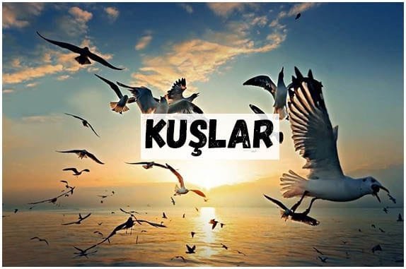 KUŞLAR