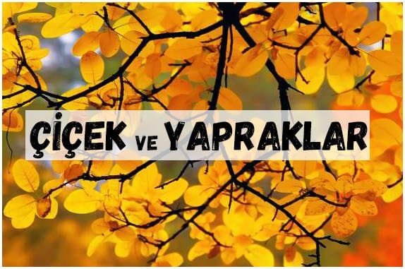 ÇİÇEK YAPRAK